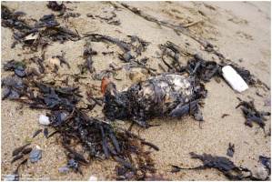 Pollution des plages suite aux temptes 2014 - auteur : Framboise  Pornic