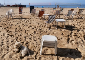 La plage de la Noëveillard se prépare... - auteur : Alain Barré