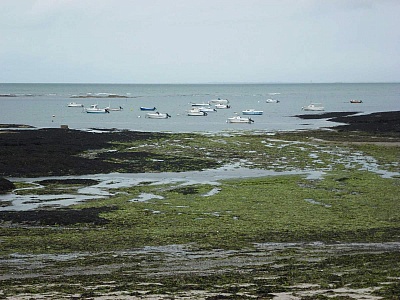 Pornic - 05/09/2012 - Les algues vertes, pas seulement en Bretagne