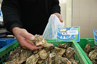 Pornic - 06/10/2012 - Prix des huîtres : des hausses moins fortes cette année