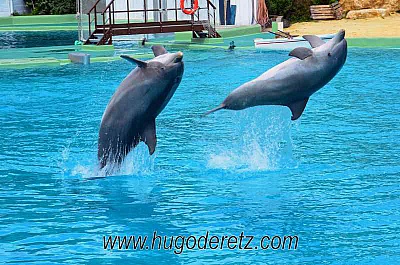 Pornic - 18/05/2013 - Les dauphins de Planête Sauvage en photos, avec Hugo de Retz