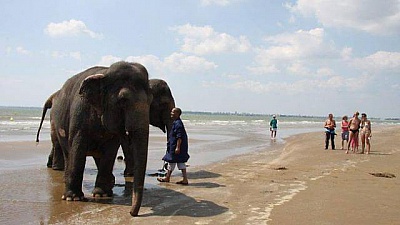 Pornic - 25/07/2014 - Insolite sur la plage de Saint-Brevin. Bain de mer pour les éléphants