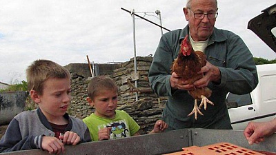 Pornic - 03/06/2015 - Plaine d`avenir distribue cinquante poules à la population 