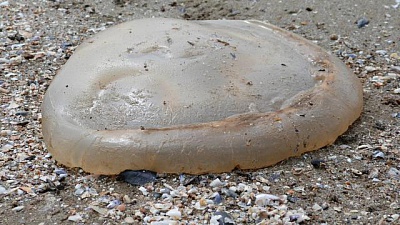 Pornic - 24/06/2015 - Des milliers de méduses échouées à Saint-Brevin