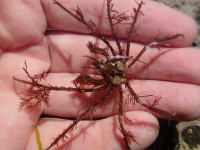 Pornic - 06/11/2015 - Les petites araignées qui se déguisent en algue