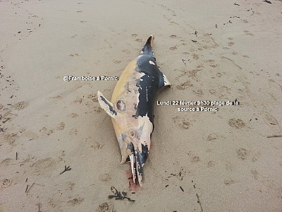 Pornic - 22/02/2016 - Pornic : Un grand dauphin échoué plage de la Source