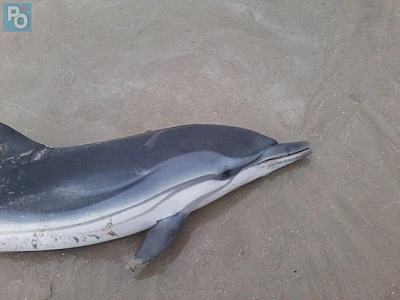 Pornic - 25/02/2016 - Des cadavres de dauphins retrouvés ces derniers jours sur les plages 