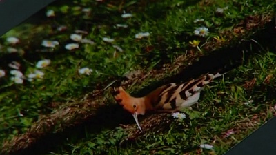 Pornic - 25/05/2016 - La Bernerie-en-Retz : un jardin refuge à oiseaux