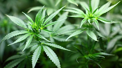 Pornic - 05/06/2017 - Pays de Retz : trois jeunes majeurs faisaient pousser du cannabis